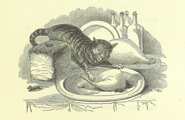 cat dishes crop